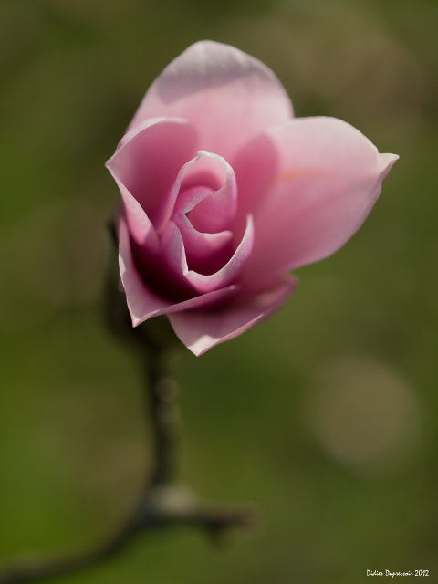 Naissance d'une fleur de magnolia