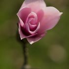 Naissance d'une fleur de magnolia