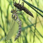 naissance d'une libellule !