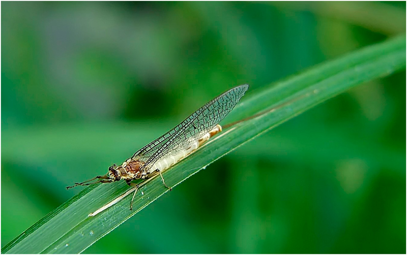 naissance d'une libellule