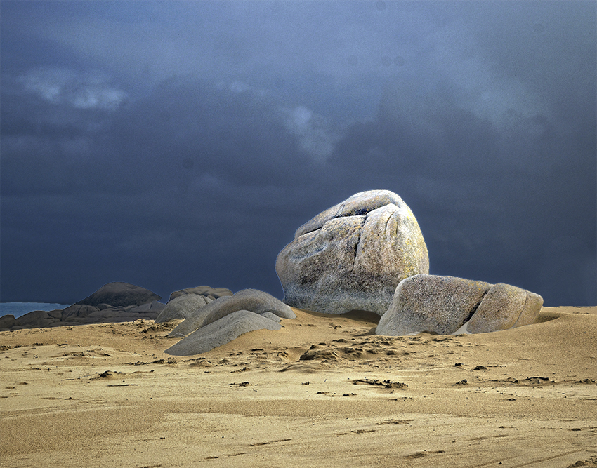 Naissance d'une tortue bretonne