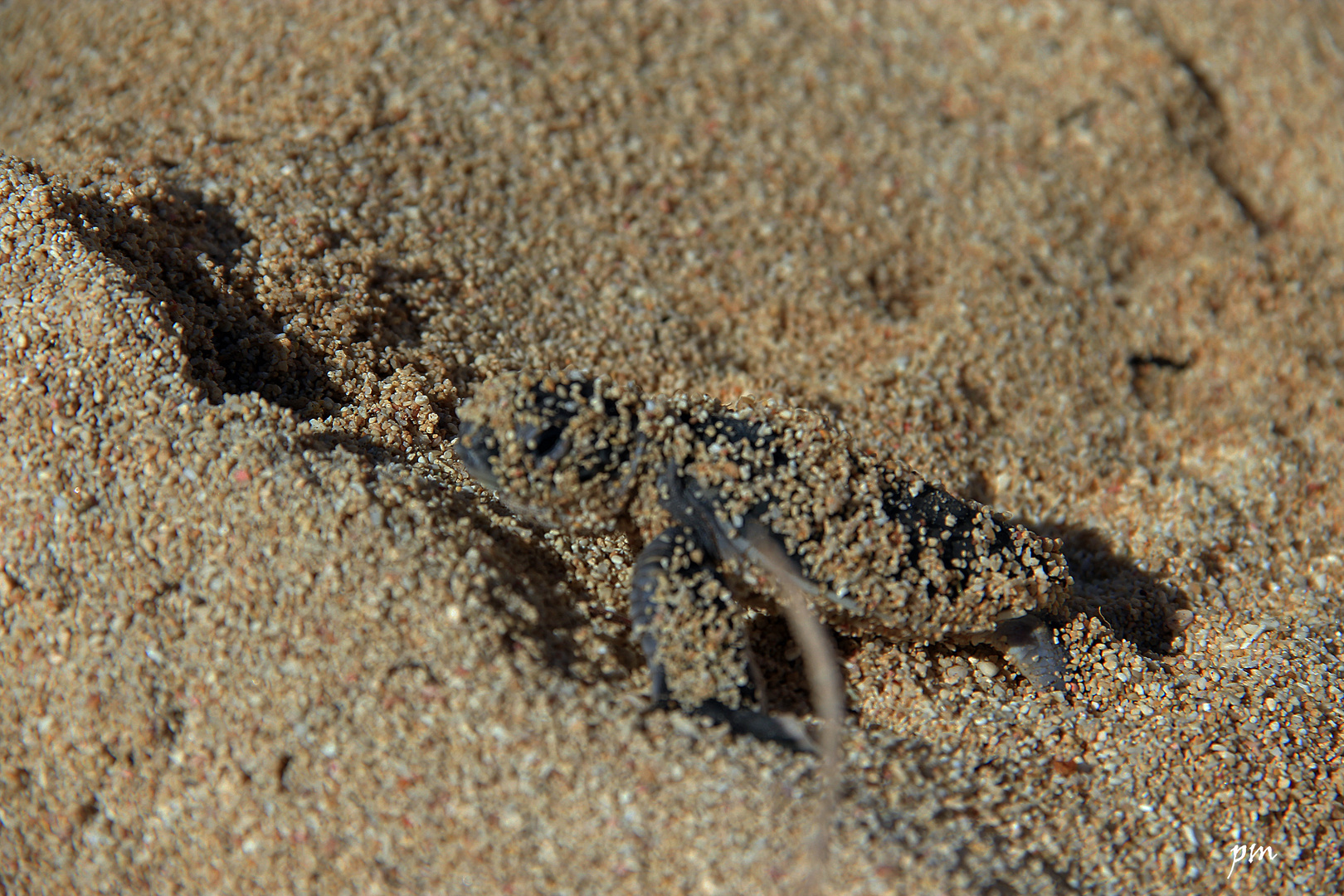 Naissance d'une tortue luth