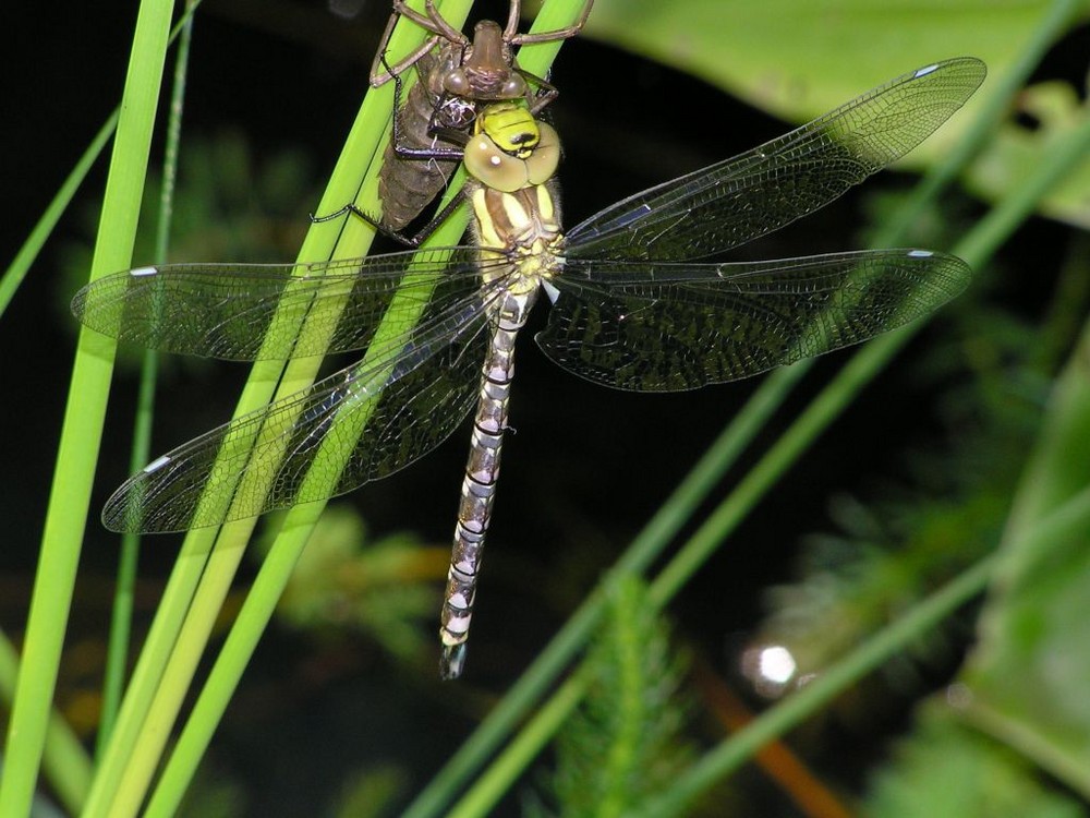 Naissance libellule 2