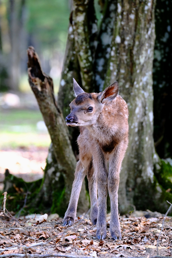  naissance tardive