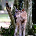  naissance tardive