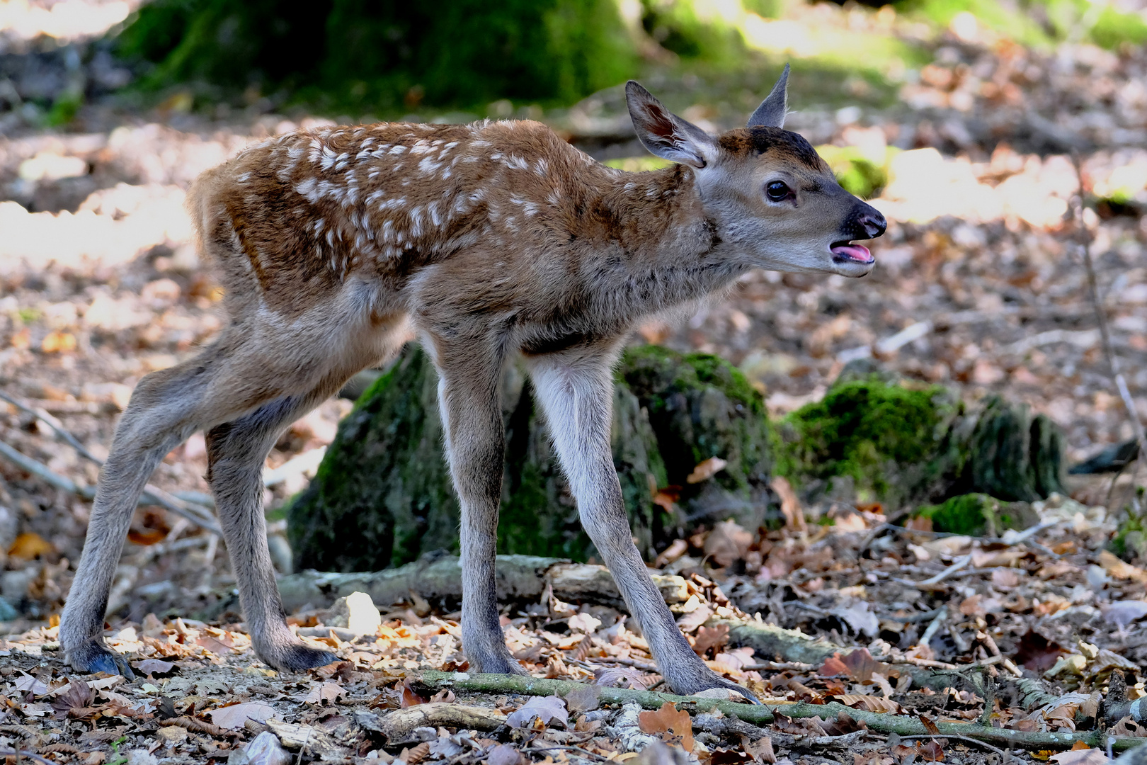 naissance tardive