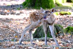 naissance tardive