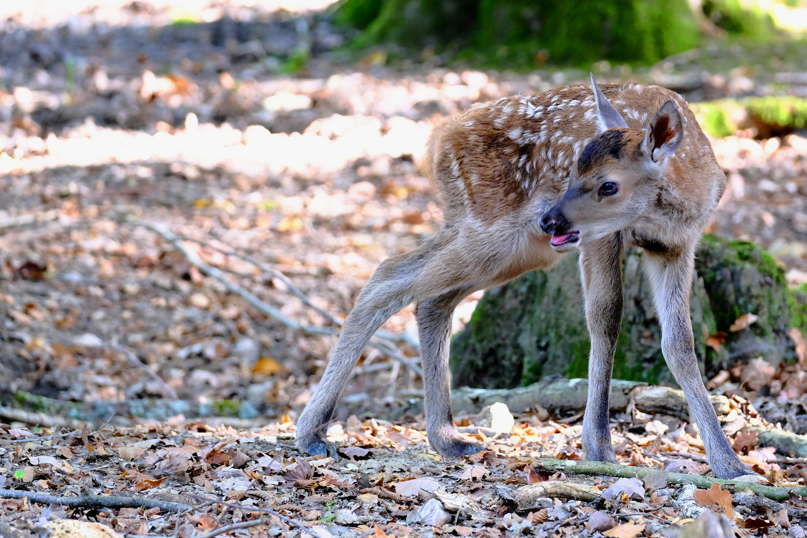 naissance tardive 