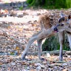 naissance tardive 