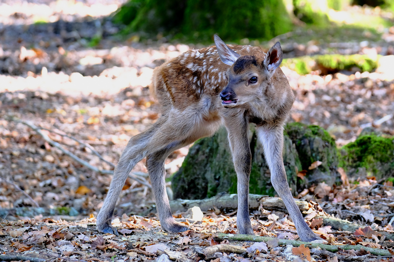  naissance tardive