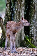 naissance tardive 