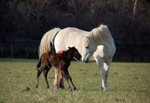 Naissance Vaninée de l'Audience