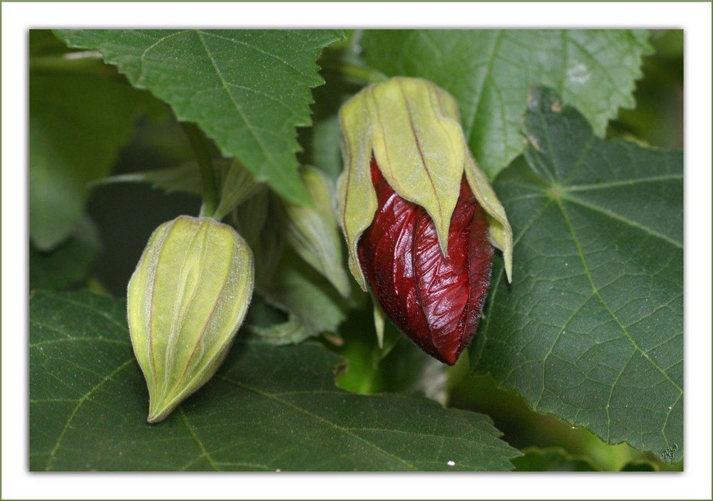 naitre à l 'automne.....