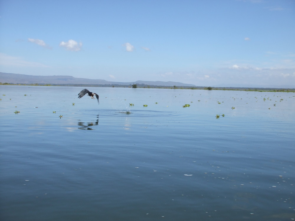 Naivasha