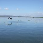 Naivasha