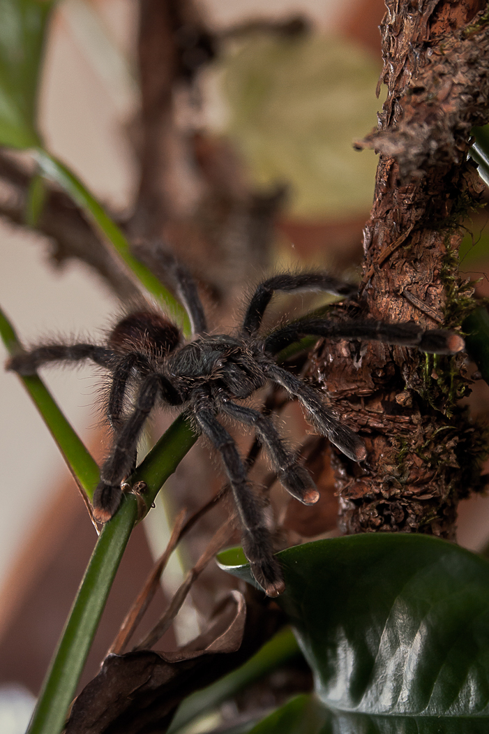 Naja 7 Bein, unsere neue Avicularia Metallica