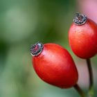 Naja, das Blümchen ist weg ...