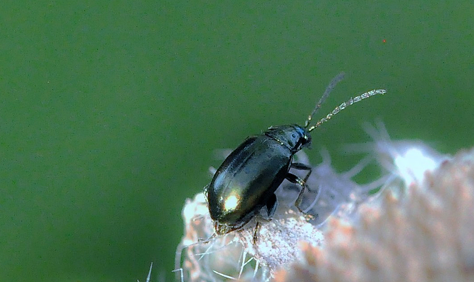 Naja - ich bin so 3-4 mm groß ...