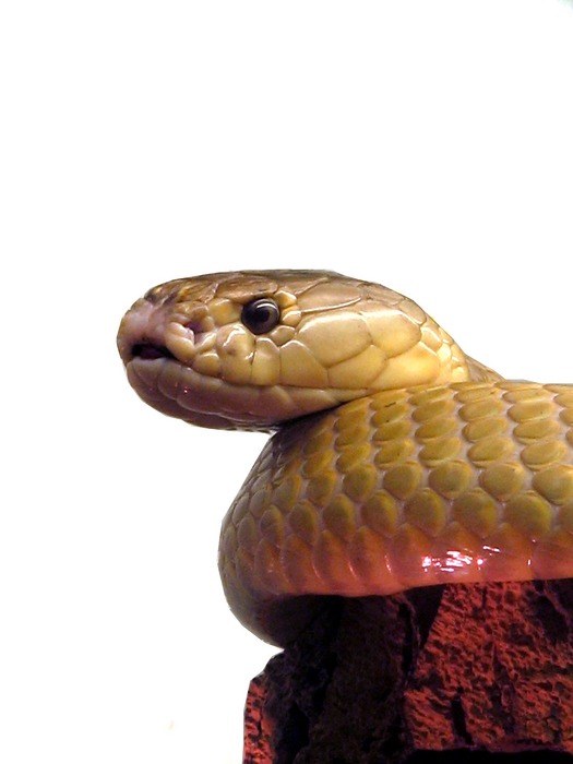 Naja Nivea Foto & Bild tiere, haustiere, terraristik Bilder auf