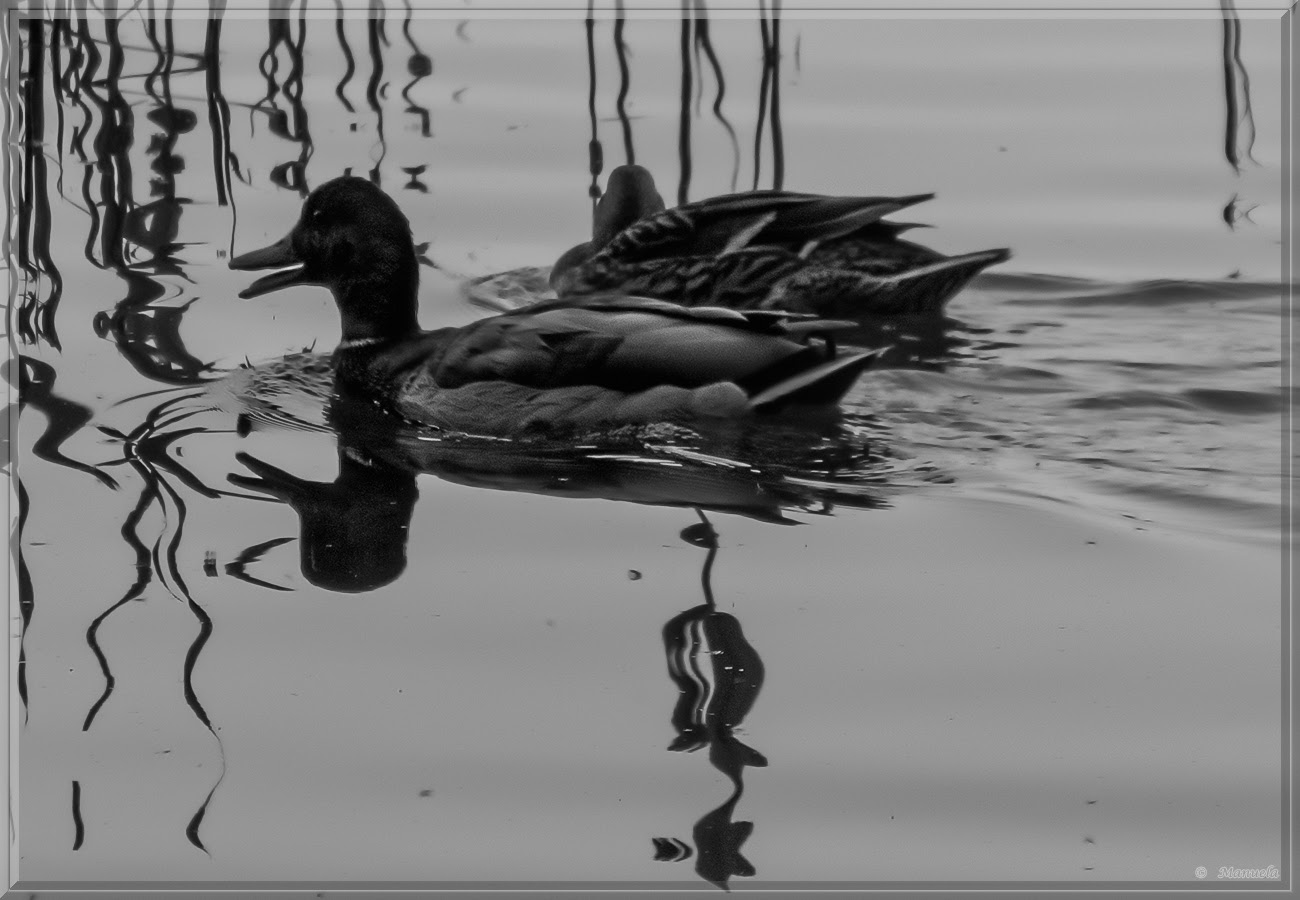 Nak nak... Foto & Bild | tiere, wildlife, wild lebende vögel Bilder auf ...