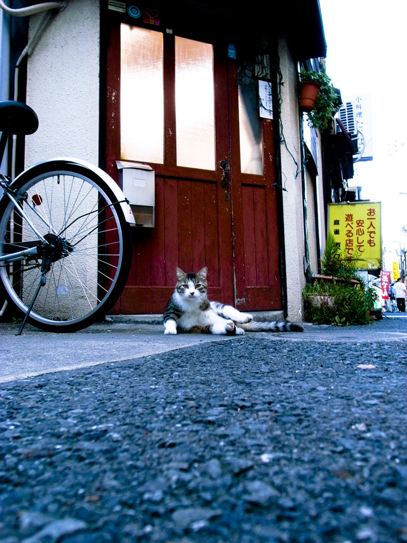 Nakano's Cat