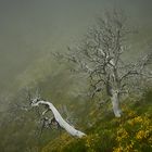 naked trees