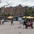 naked trees in amsterdan's square