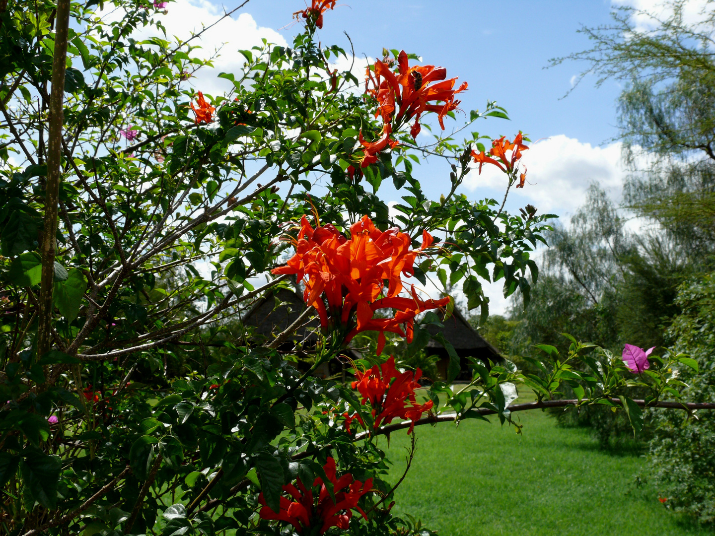 Nakuru NP die Blumen in der Lodge