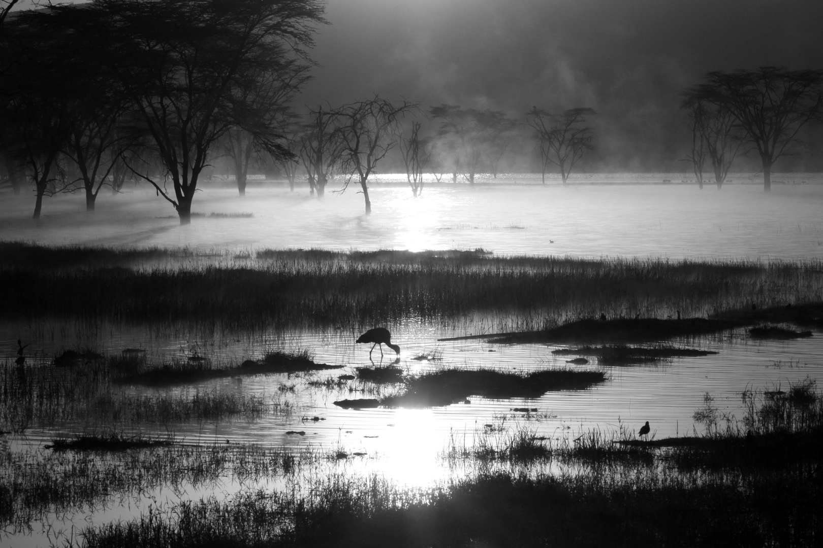 Nakurusee im Morgenlicht