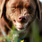 Nala - beim Gras essen