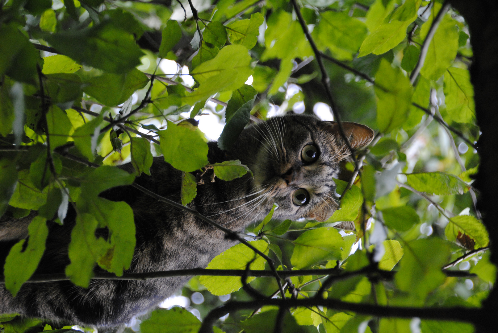 Nala im Baum