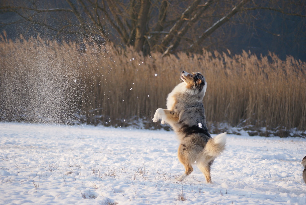 Nala im Schnee