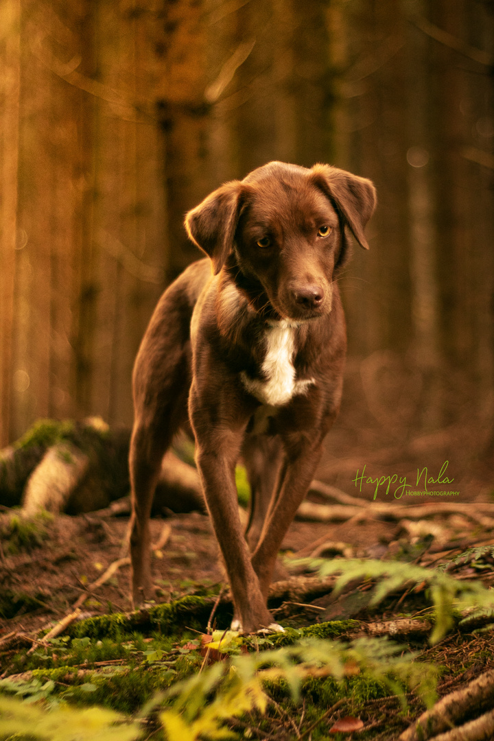 Nala im Wald