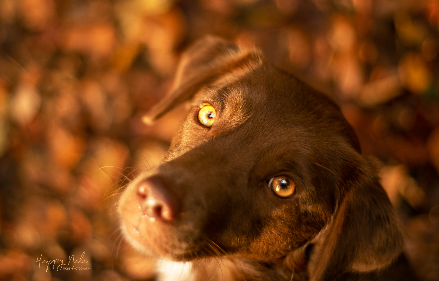 Nala im Wald 