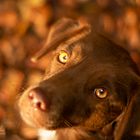 Nala im Wald 