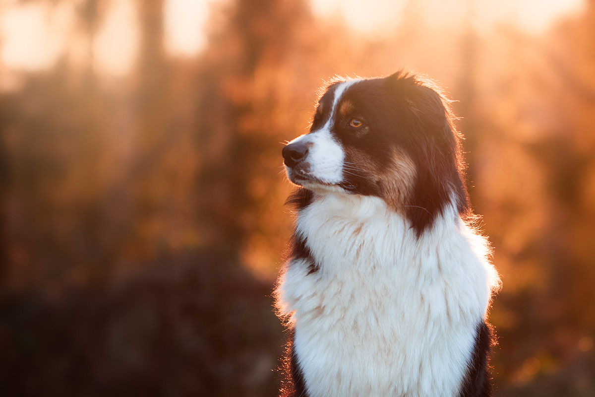 Nala im Zauberlicht