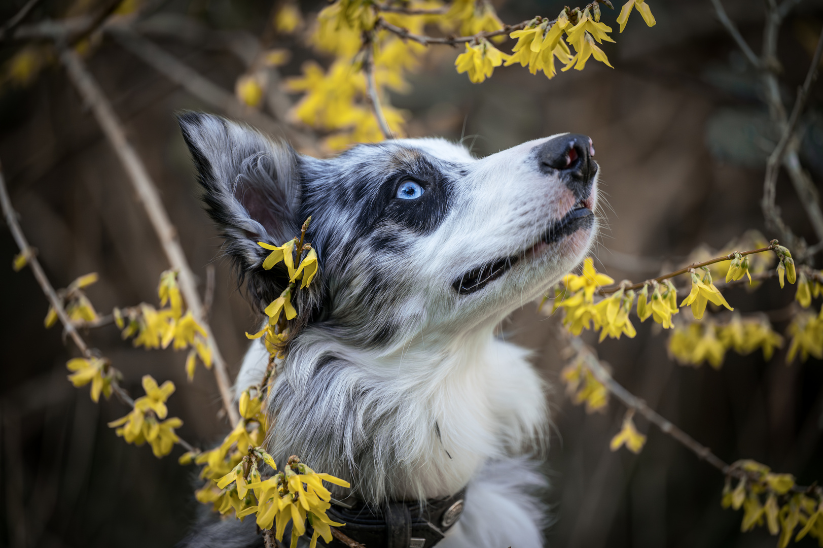 Nala in den Forsythien - Nala in Forsythia