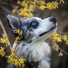 Nala in den Forsythien - Nala in Forsythia