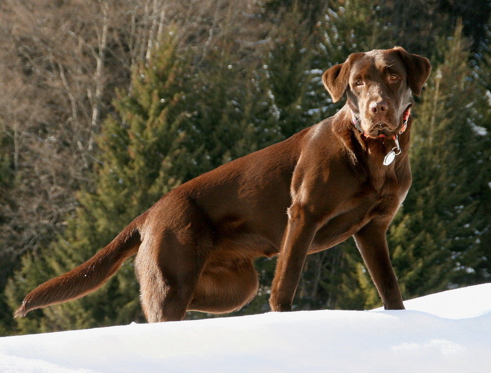 nala, stolze labradorhündin im schnee