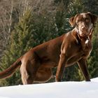 nala, stolze labradorhündin im schnee