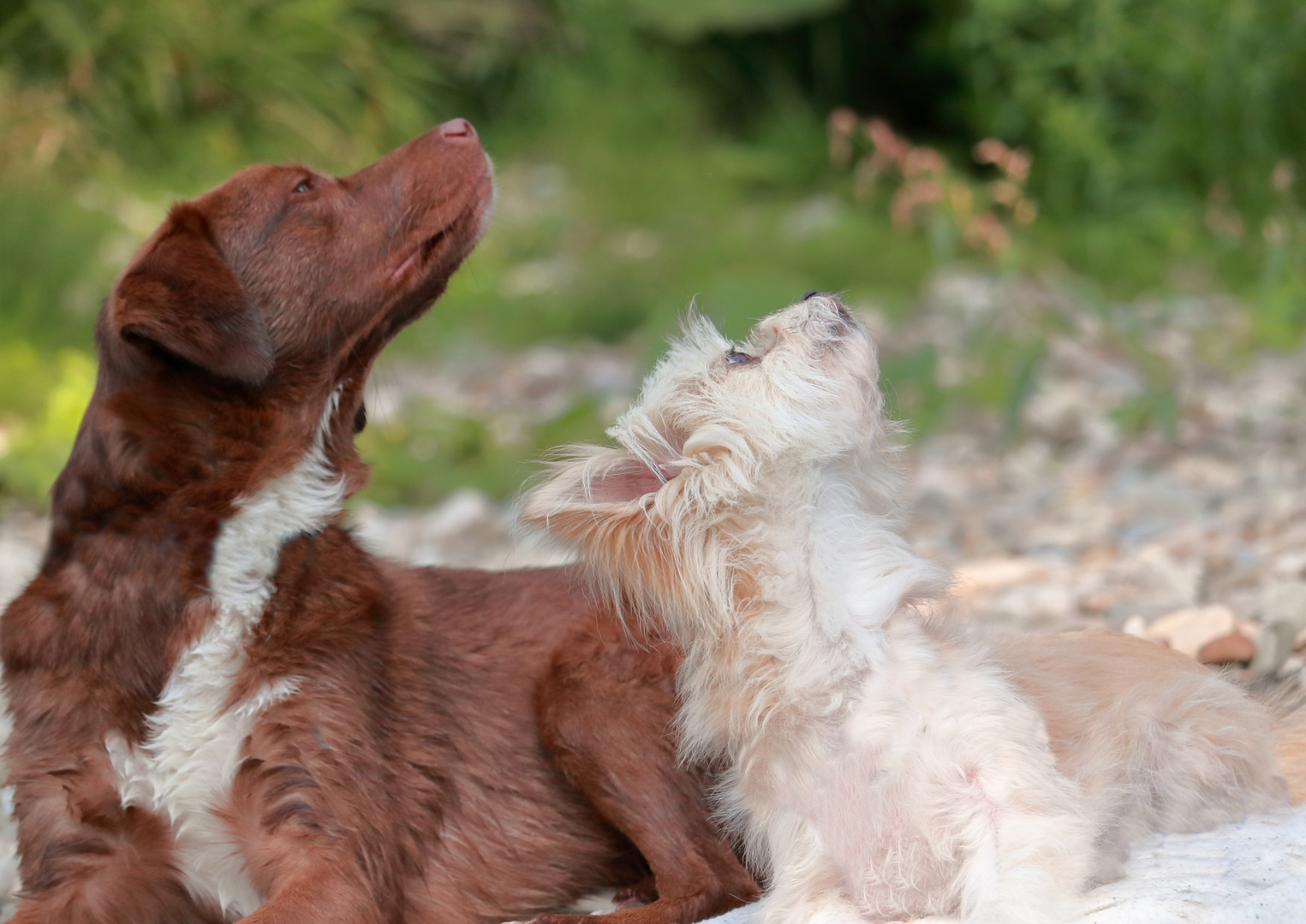 Nala und Bonnie nach dem Baden