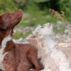 Nala und Bonnie nach dem Baden