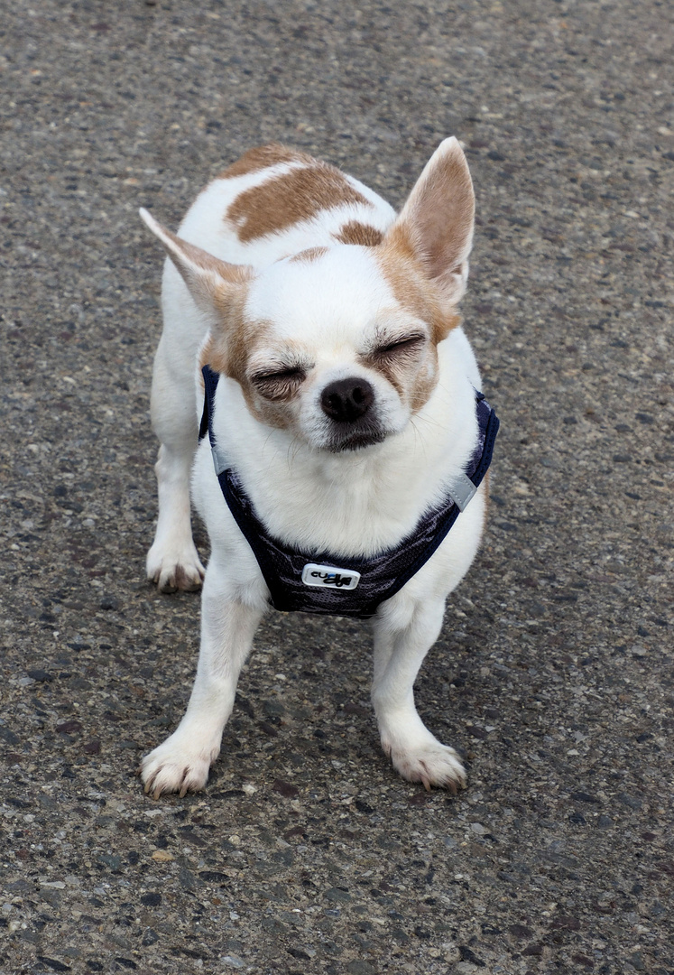 Nala verschließt die Augen vor diesem Wetter ...