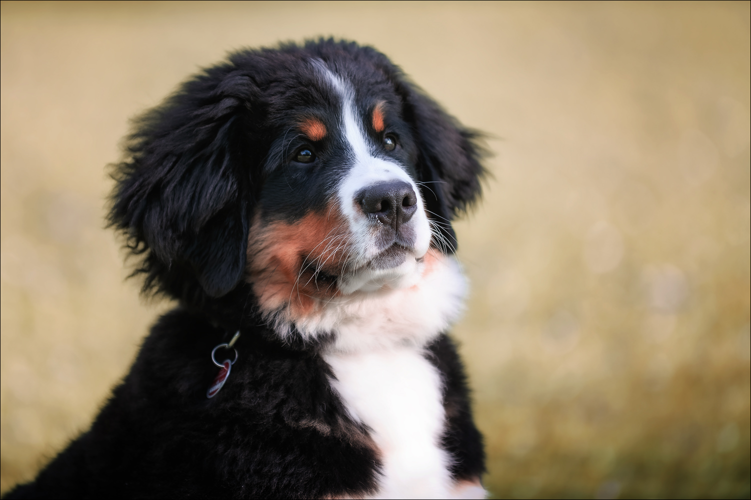 Nala VIII Foto & Bild tiere, haustiere, hunde Bilder auf