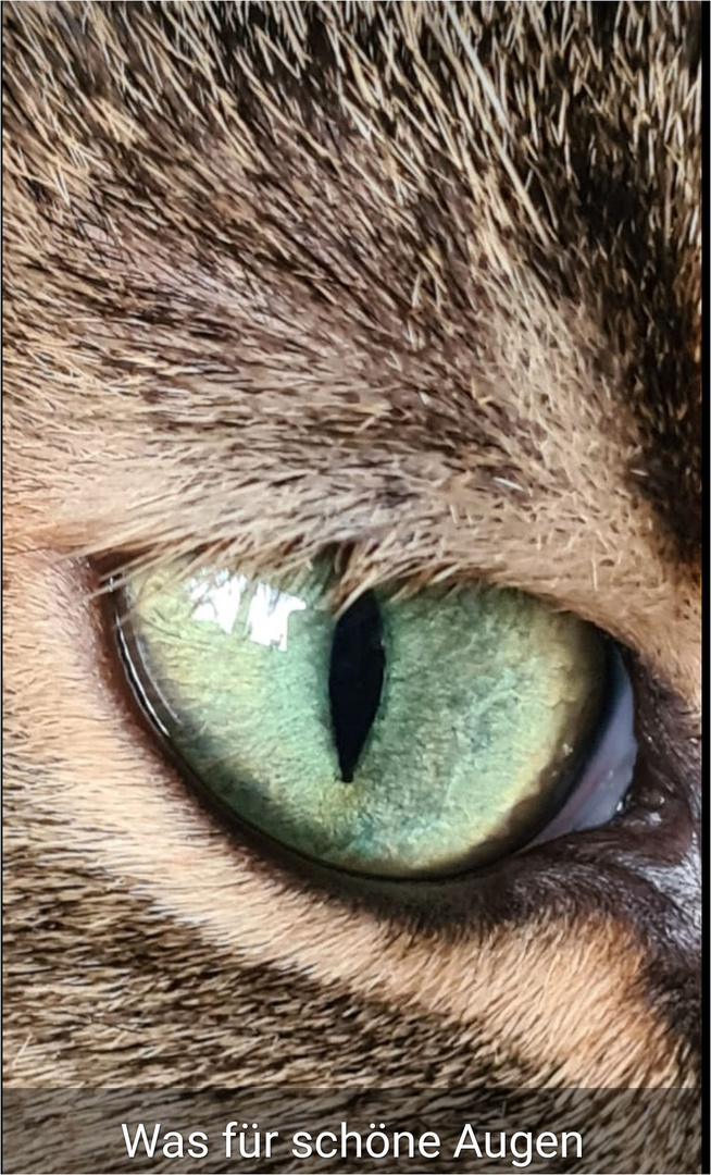 Nala´s Augen