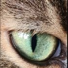 Nala´s Augen