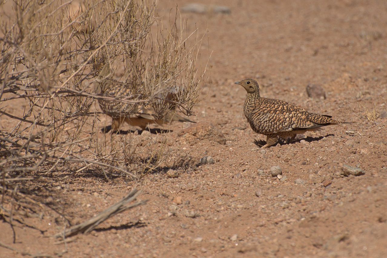 Nama-Flughuhn (Pterocles namaqua)