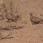 Nama-Flughuhn (Pterocles namaqua)