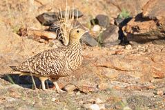 Namaflughühner oder Sandgrouse