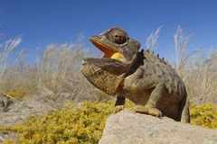 Namaqua-Chamäläon